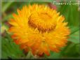yellow strawflower flower