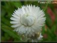 white cone strawflower flower