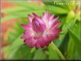 pink strawflower flower