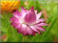 pink strawflower flower