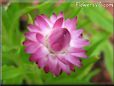 pink strawflower flower