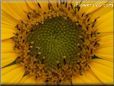 yellow sunflower flower