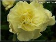 yellow carnation flower