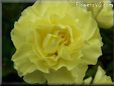 yellow carnation flower