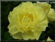 yellow carnation flower