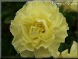 yellow carnation flower