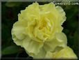 yellow carnation flower
