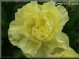 yellow carnation flower