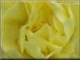 yellow carnation flower