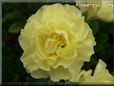 yellow carnation flower