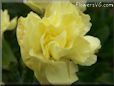 yellow carnation flower