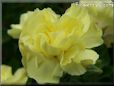 yellow carnation flower