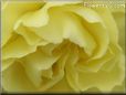 yellow carnation flower