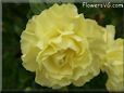 yellow carnation flower