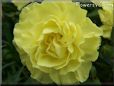 yellow carnation flower
