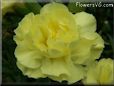 yellow carnation flower