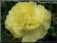 yellow carnation flower