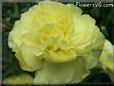 yellow carnation flower