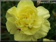yellow carnation flower