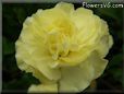 yellow carnation flower