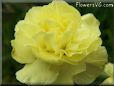 yellow carnation flower