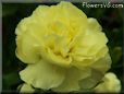 yellow carnation flower