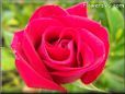 light red rose flower