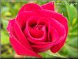light red rose flower
