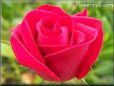 light red rose flower
