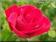 light red rose flower