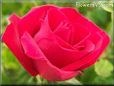 light red rose flower