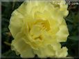 yellow carnation flower