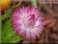 pink strawflower flower