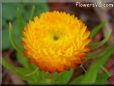 yellow strawflower flower