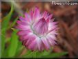 pink strawflower flower
