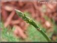 asparagus