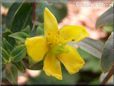 st johns wort flower