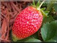 large red strawberry