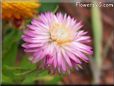 pink strawflower flower