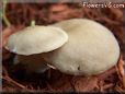 large round brown mushroom
