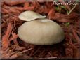large round brown mushroom