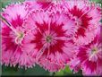 pink dianthus flower
