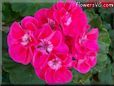 red white geranium flower