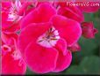red white geranium flower