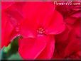 red geranium flower