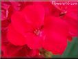 red geranium flower