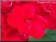 red geranium flower