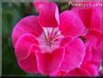 red white geranium flower
