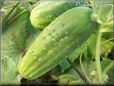 large cucumber