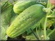 large cucumber